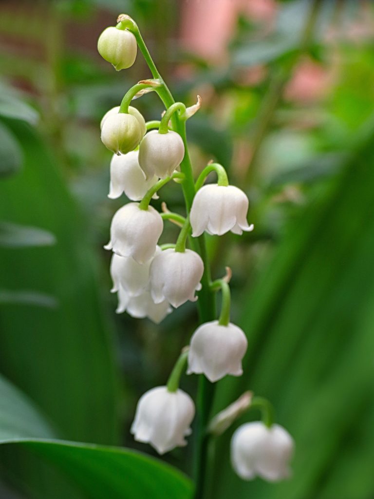 a sprig of lily of the valley, representing friendship, happiness and given to friends and loved ones on the 1st of May in France. 
