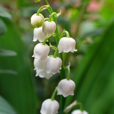 The First Day of May in France: The Tradition of Giving Lily of the Valley (Le Muguet)